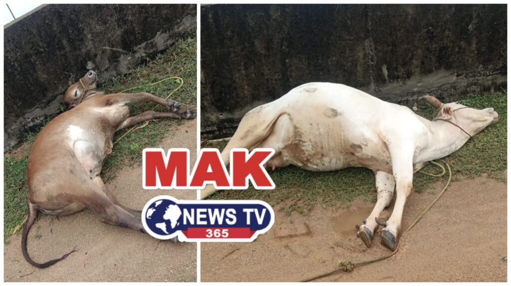 అనంతగిరిలో పిడుగు పాటుతో రెండు ఆవులు మృత్యువాత 1001424526